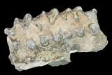 Oreodont (Merycoidodon) Jaw Section - South Dakota #140924-1